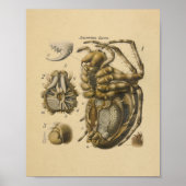 Poster Spider Anatomy Imprimer Paul Pfurtscheller (Devant)