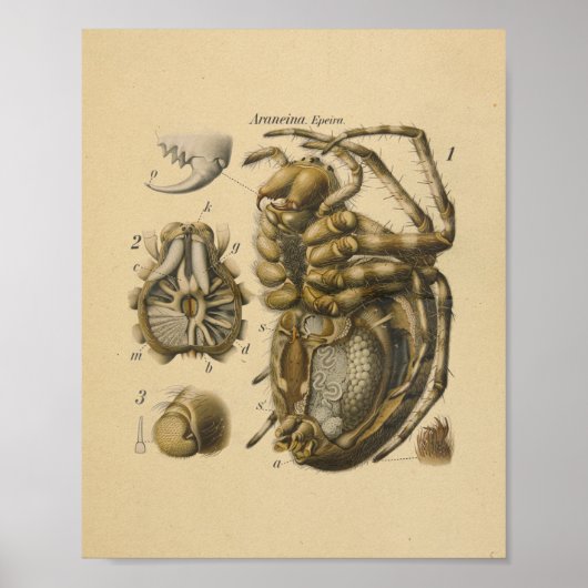 Poster Spider Anatomy Imprimer Paul Pfurtscheller (Devant)