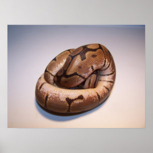 Poster Spider Ball Python