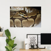 Poster Spider Ball Python (Bureau à domicile)
