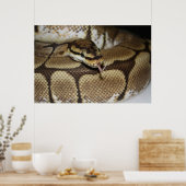 Poster Spider Ball Python (Cuisine)