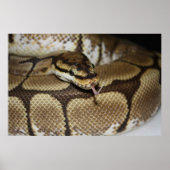 Poster Spider Ball Python (Devant)