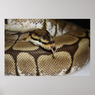 Poster Spider Ball Python
