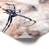 Poster Spider City - Ça traîne (Coin)