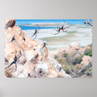 Poster Spider City - Ça traîne