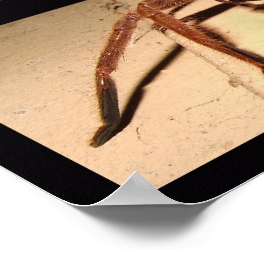 Poster Spider Huntsman (Coin)