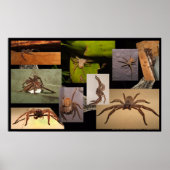 Poster Spider Huntsman (Devant)