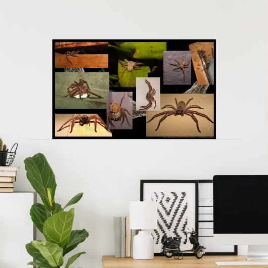 Poster Spider Huntsman (Bureau à domicile)