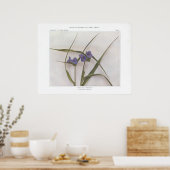 Poster Spider Lily; Spiderwort - Tradescantia virginiana (Cuisine)