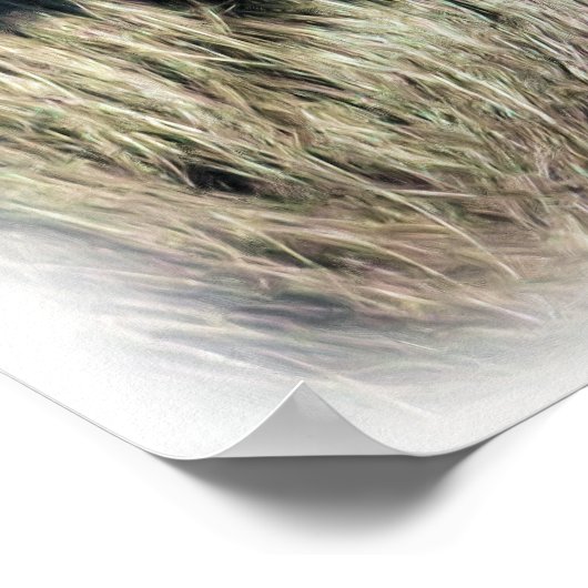 POSTER SPIDER MONKEY (Coin)