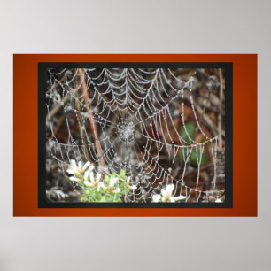 Poster Spider Web