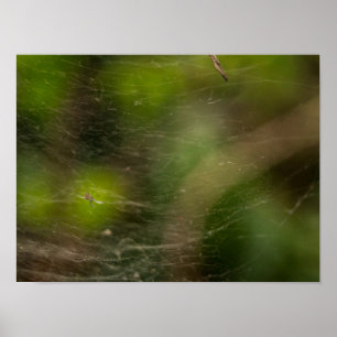 Poster Spider Web
