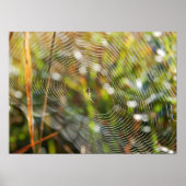Poster Spider Web (Devant)