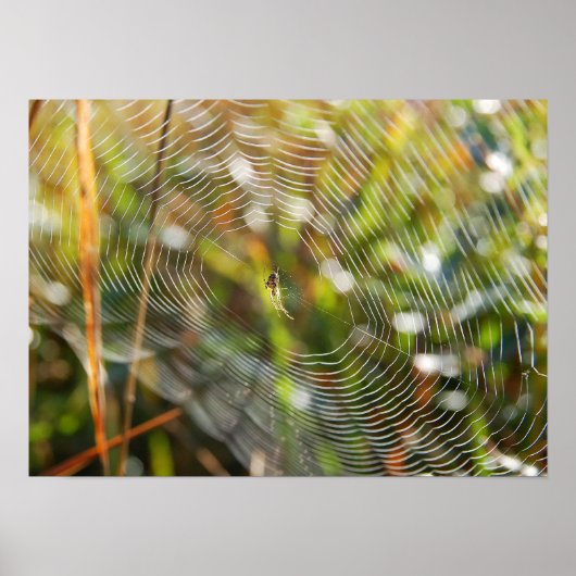 Poster Spider Web (Devant)