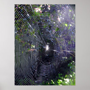 Poster Spider Web