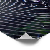 Poster Spider Web (Coin)