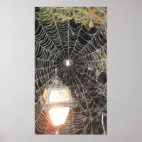 Spider Web à la nuit Photographie Arachnologie