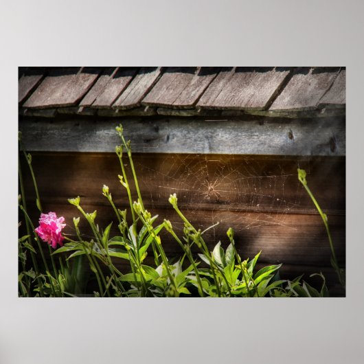 Poster Spider - Web Charlottes (Devant)