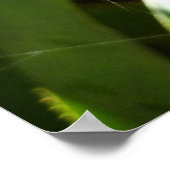 Poster Spiderweb dans Tropical Leaves Nature (Coin)