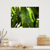 Poster Spiderweb dans Tropical Leaves Nature (Cuisine)