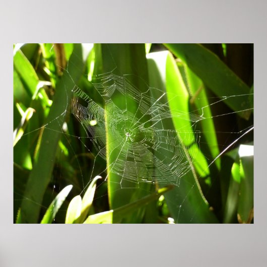 Poster Spiderweb dans Tropical Leaves Nature (Devant)