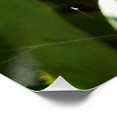 Poster Spiderweb dans Tropical Leaves Nature (Coin)