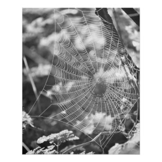 Poster Spiderweb en herbe longue