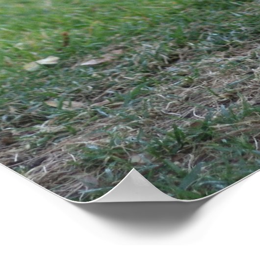 Poster "Spiffy", coq (Coin)