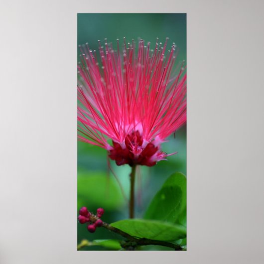 Poster Spikes roses (Devant)