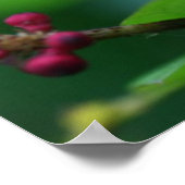 Poster Spikes roses (Coin)