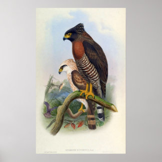 Poster Spilornis Rufipectus (Sulawesi Serpent-eagle)