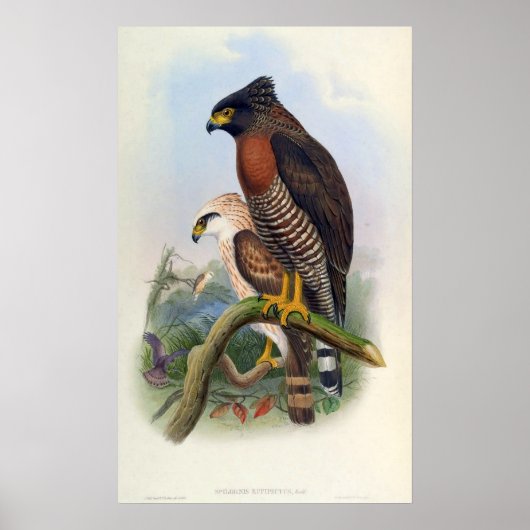 Poster Spilornis Rufipectus (Sulawesi Serpent-eagle) (Devant)