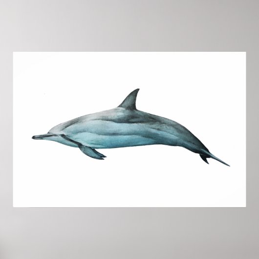 Poster Spinner Dolphin realistic illustration Print (Devant)