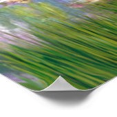 Poster Spinone Italienne 12 - Lys 2 (Coin)