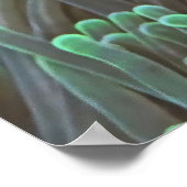 Poster Spinycheek (Coin)