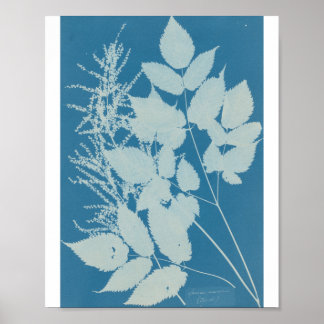 Poster Spiraea aruncus par Anna Atkins