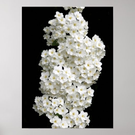 Poster Spirea Arguta (Devant)
