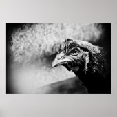 Poster spiritueux et poulets (Devant)