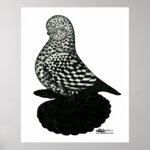 Poster Splash Muffy Tumbler Pigeon 2