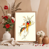 Poster Splendid Grass-Parakeet, illustrations Vintages