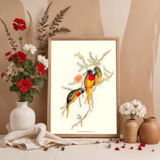 Poster Splendid Grass-Parakeet, illustrations Vintages