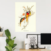 Poster Splendid Grass-Parakeet, illustrations Vintages (Bureau à domicile)