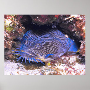 Poster Splendide Cozumel de Tadfish