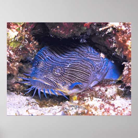 Poster Splendide Cozumel de Tadfish (Devant)