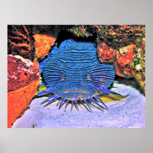 Poster Splendide poisson-crapaud