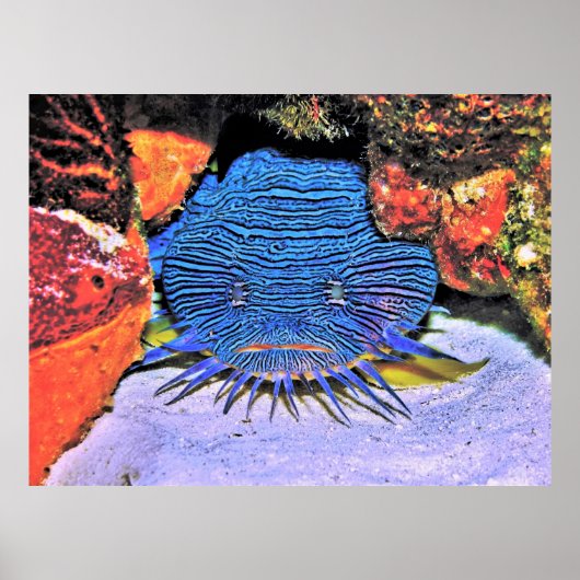 Poster Splendide poisson-crapaud (Devant)