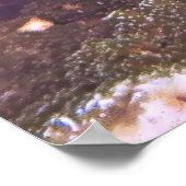 Poster Splendide retrait (Coin)