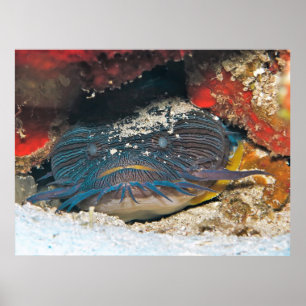 Poster Splendit Toadfish Hacher