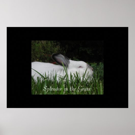 Poster Splendor dans l'herbe (Devant)