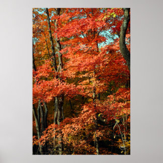 Poster Splendor d'automne